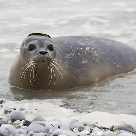 Hébergement de vacances Maison De Pêcheur Le Crotoy